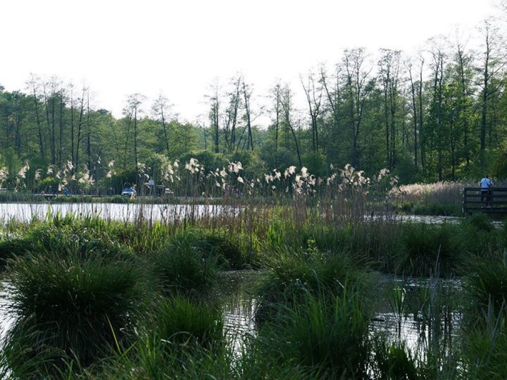 Ścieżka przyrodnicza Bobrówka - zdjęcia