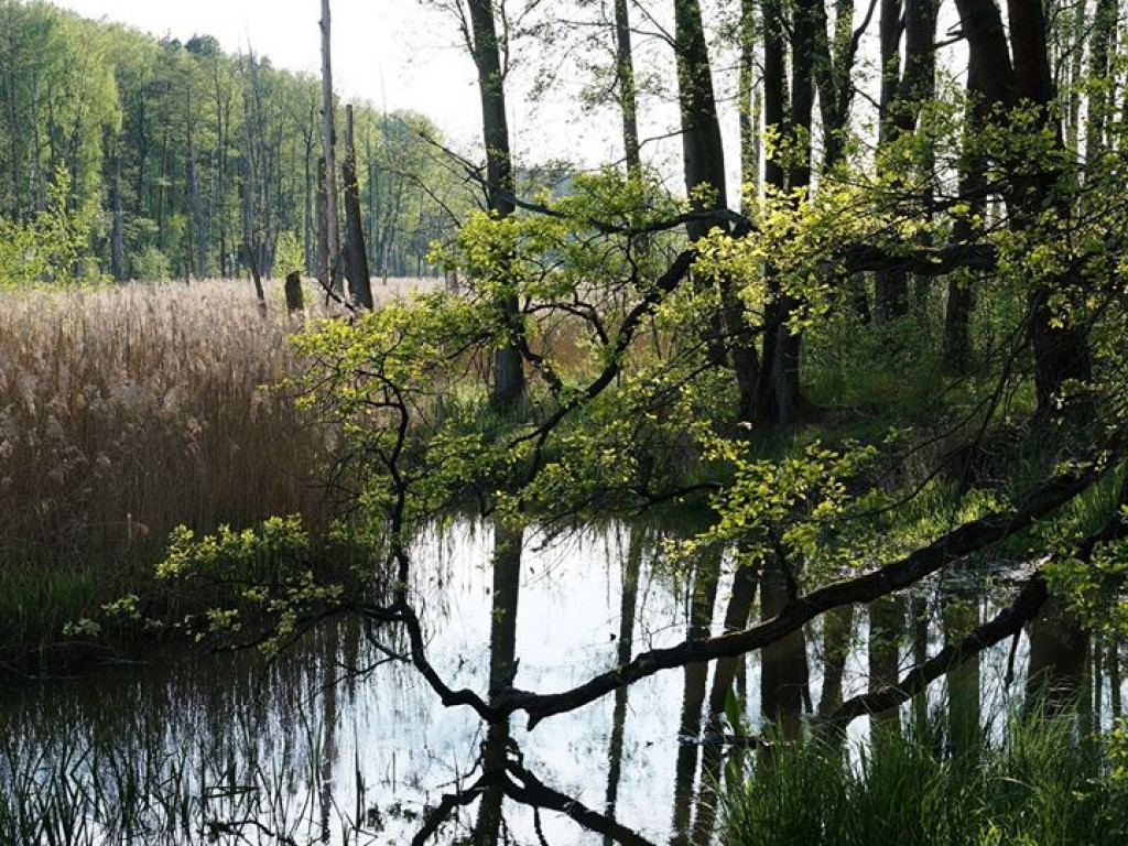 Ścieżka przyrodnicza Bobrówka - zdjęcia