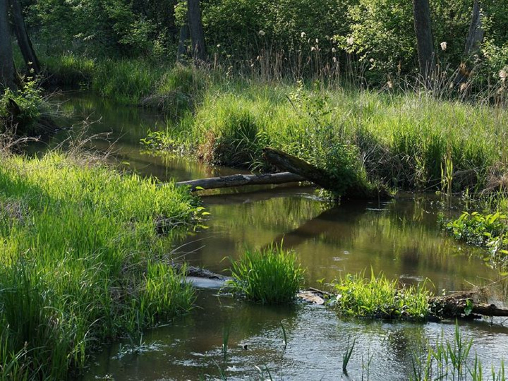 Ścieżka przyrodnicza Bobrówka - zdjęcia