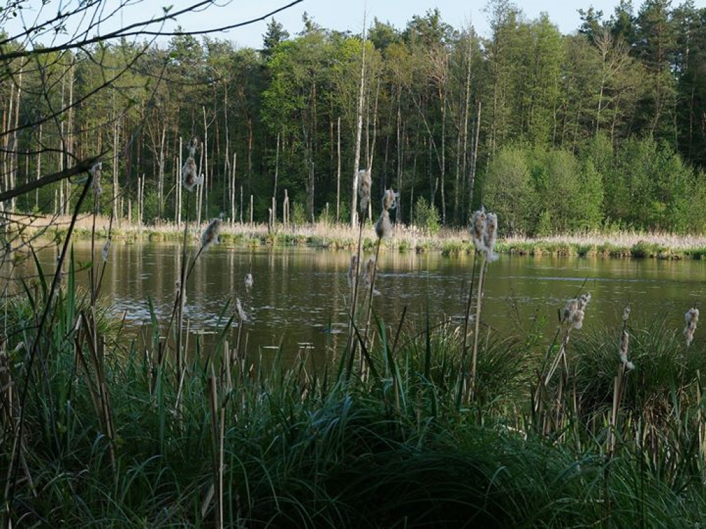 Ścieżka przyrodnicza Bobrówka - zdjęcia