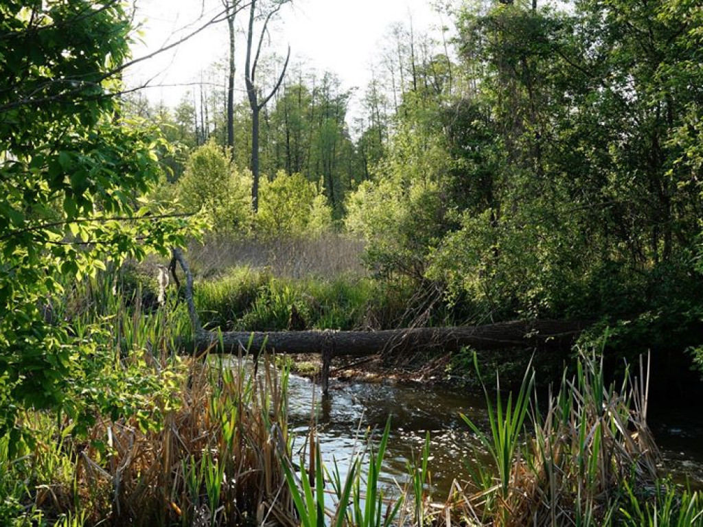 Ścieżka przyrodnicza Bobrówka - zdjęcia