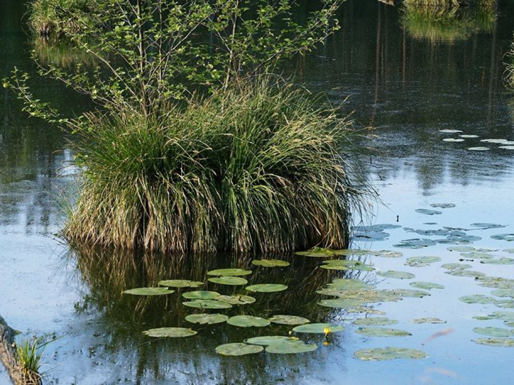 Ścieżka przyrodnicza Bobrówka - zdjęcia