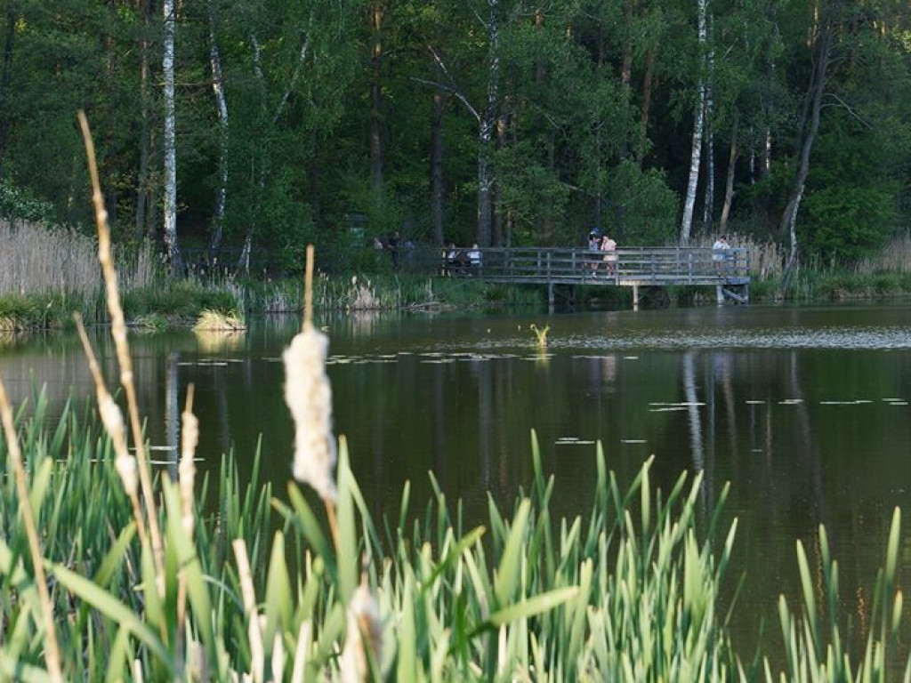 Ścieżka przyrodnicza Bobrówka - zdjęcia