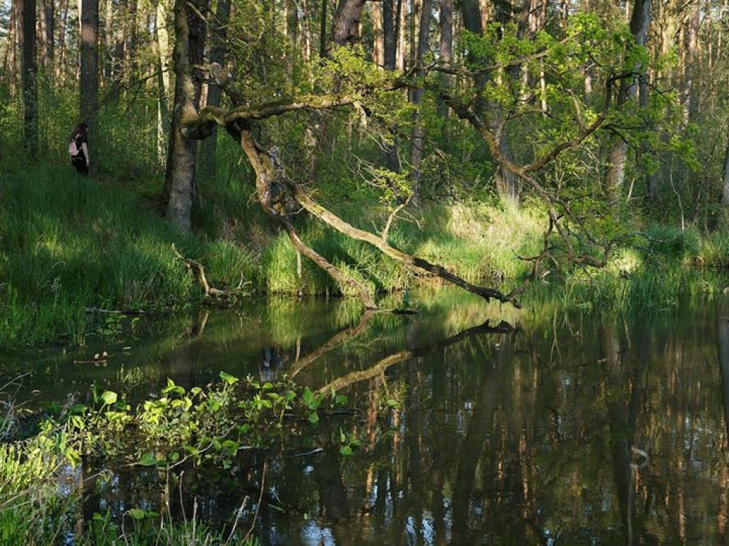 Ścieżka przyrodnicza Bobrówka - zdjęcia