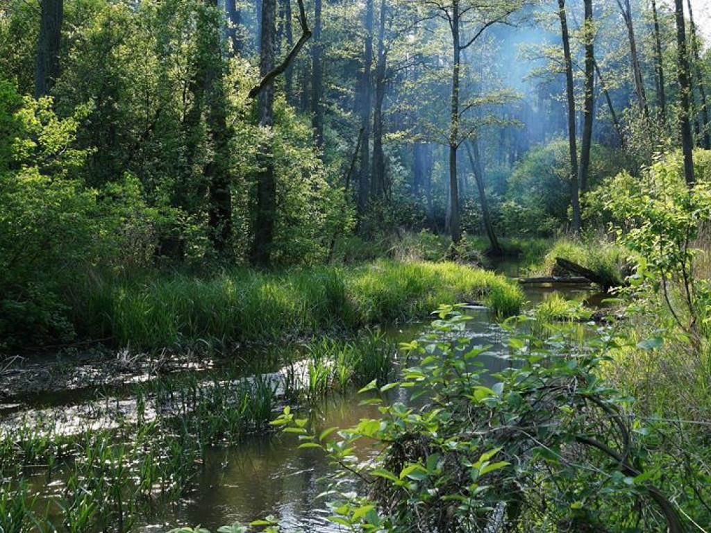 Ścieżka przyrodnicza Bobrówka - zdjęcia
