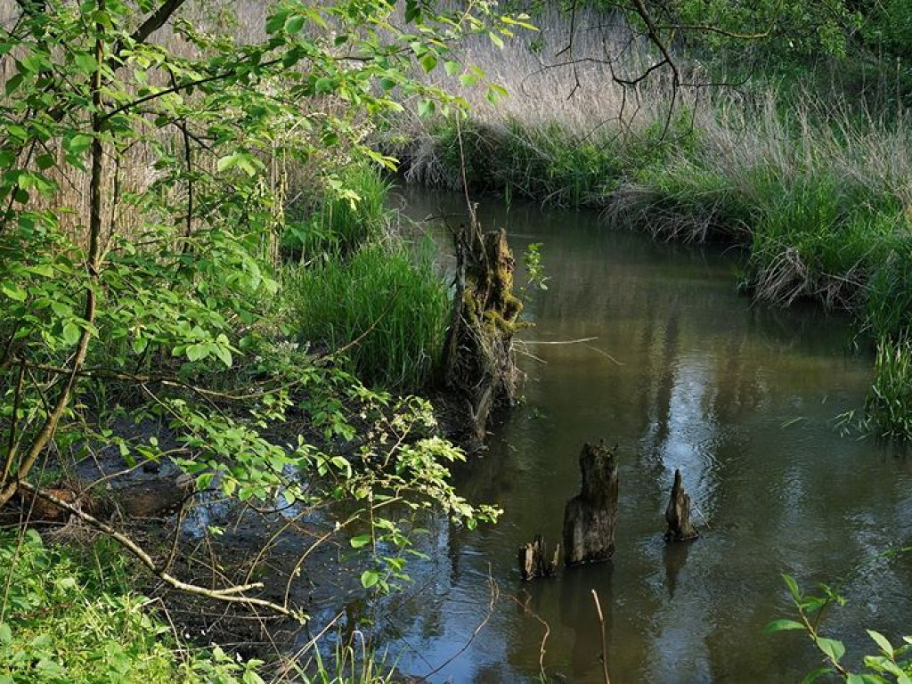 Ścieżka przyrodnicza Bobrówka - zdjęcia