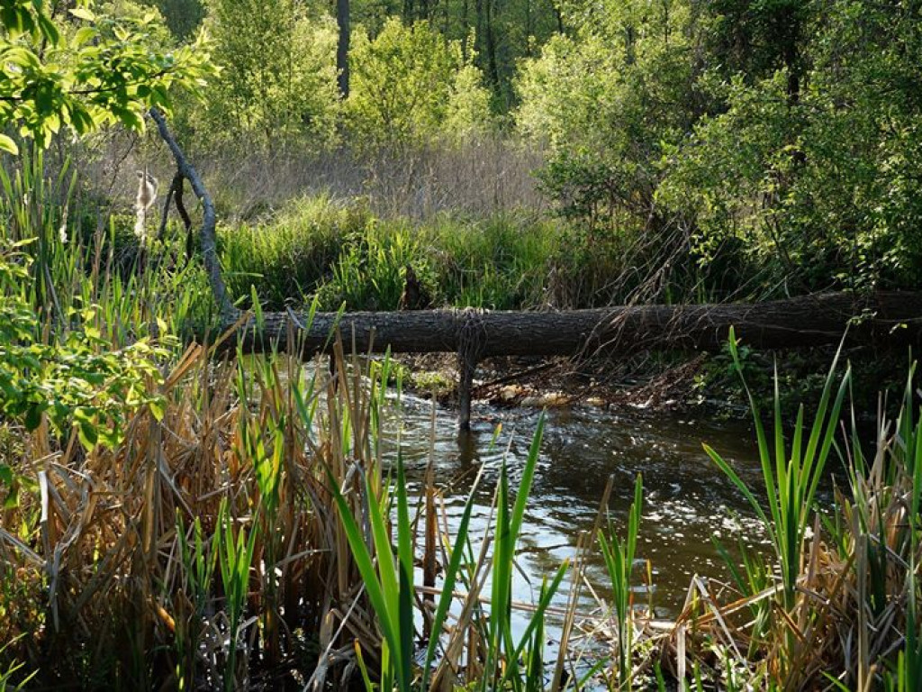 Ścieżka przyrodnicza Bobrówka - zdjęcia