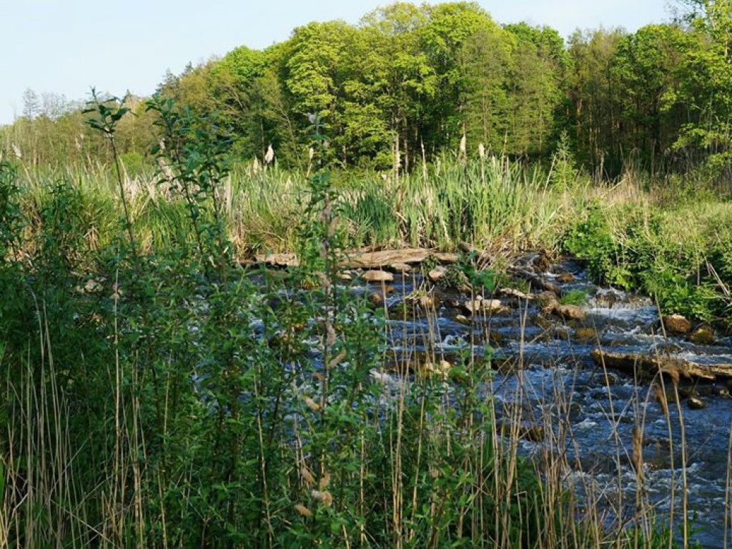 Ścieżka przyrodnicza Bobrówka - zdjęcia