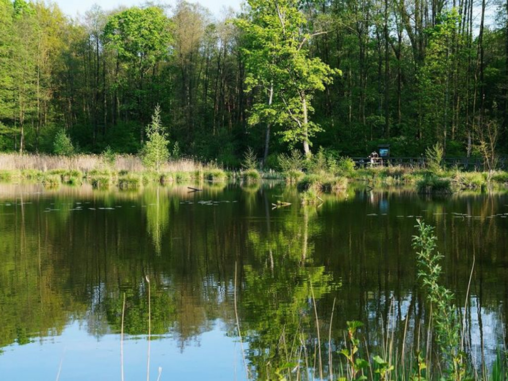 Ścieżka przyrodnicza Bobrówka - zdjęcia