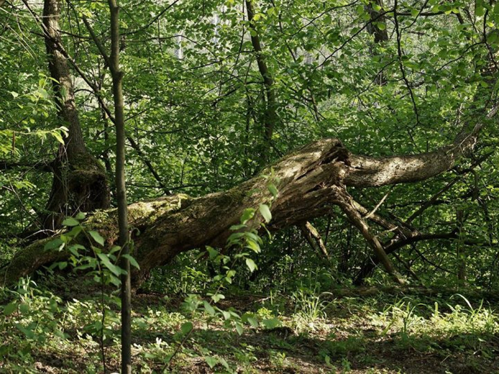 Ścieżka przyrodnicza Bobrówka - zdjęcia