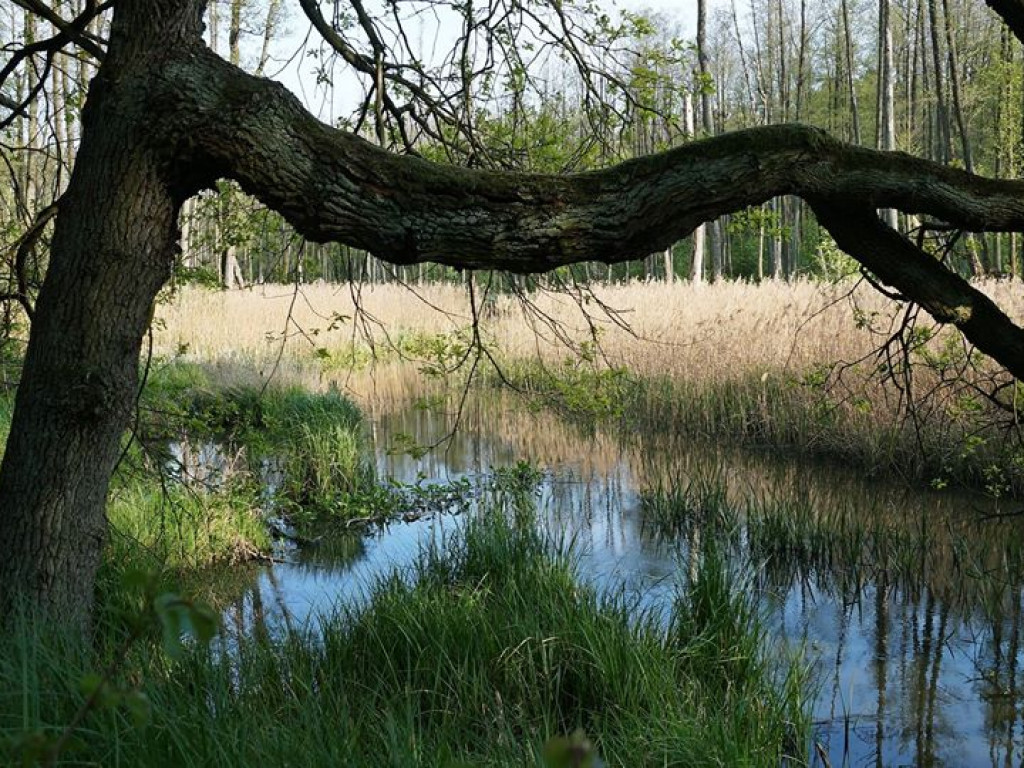 Ścieżka przyrodnicza Bobrówka - zdjęcia
