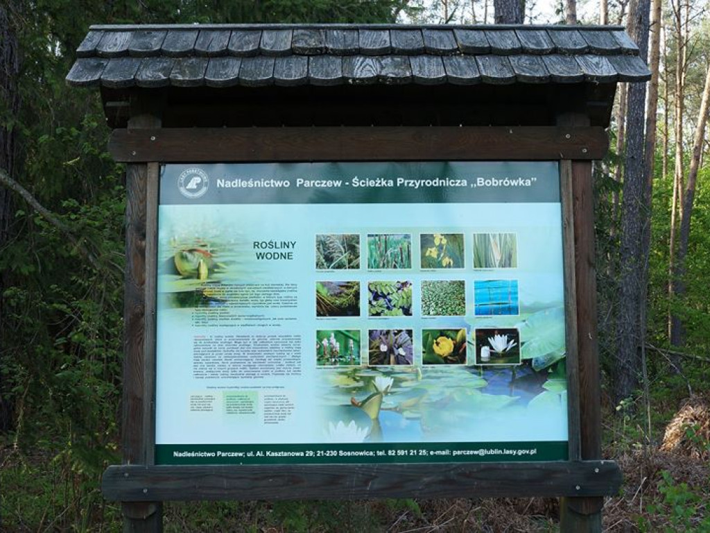 Ścieżka przyrodnicza Bobrówka - zdjęcia