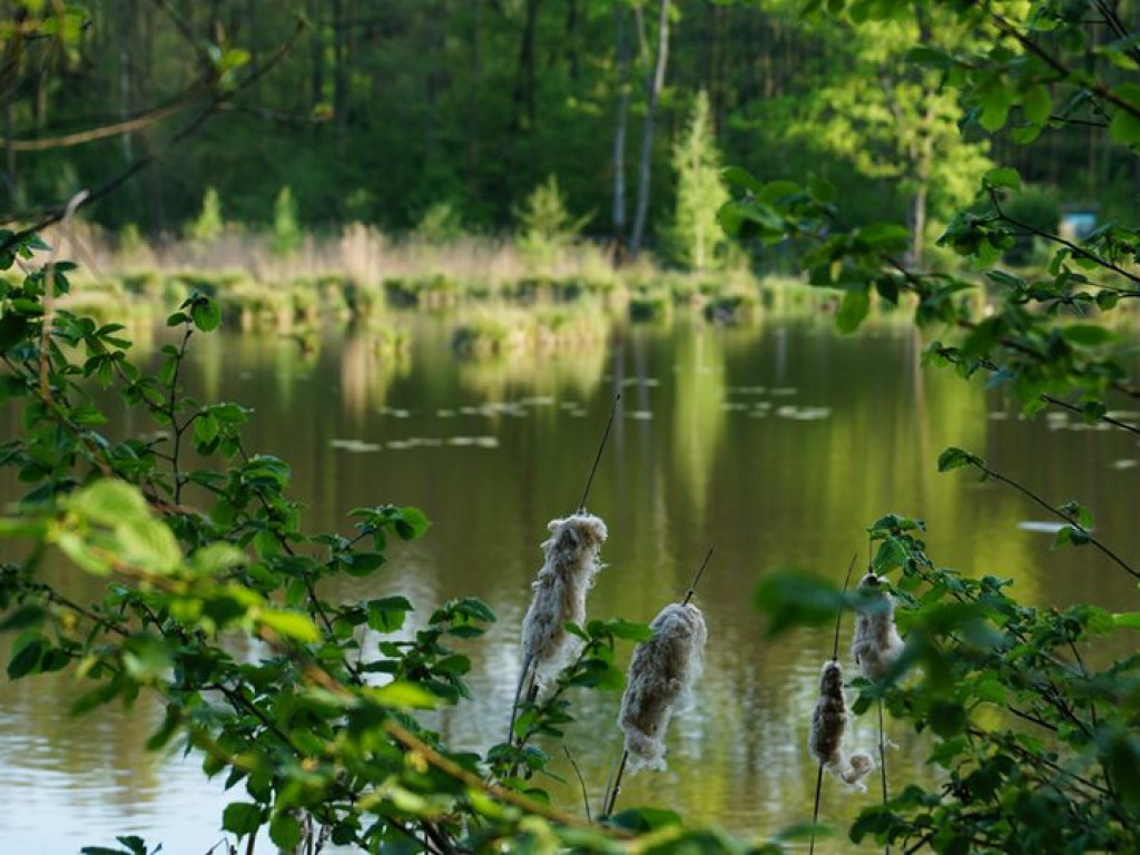Ścieżka przyrodnicza Bobrówka - zdjęcia