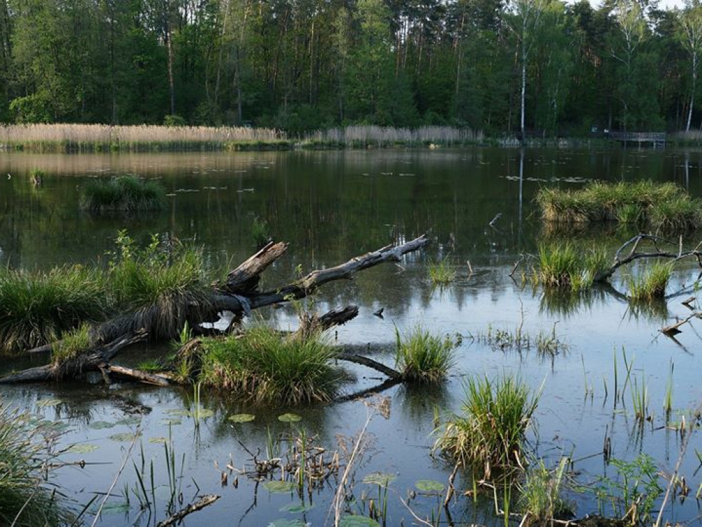 Ścieżka przyrodnicza Bobrówka - zdjęcia