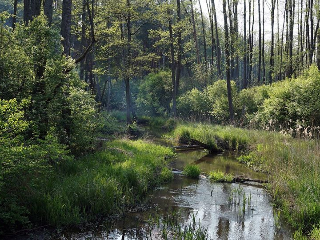 Ścieżka przyrodnicza Bobrówka - zdjęcia