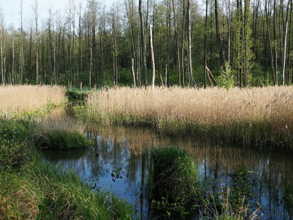 Ścieżka przyrodnicza Bobrówka - zdjęcia