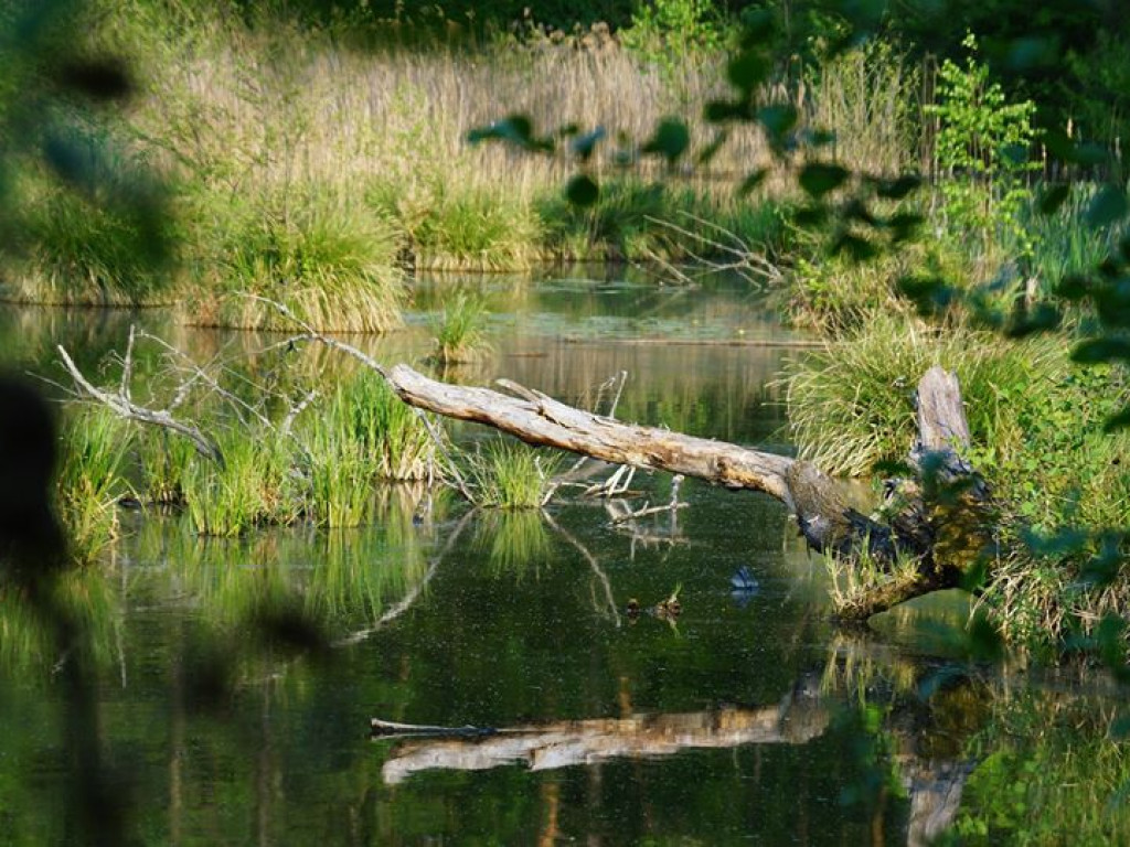 Ścieżka przyrodnicza Bobrówka - zdjęcia