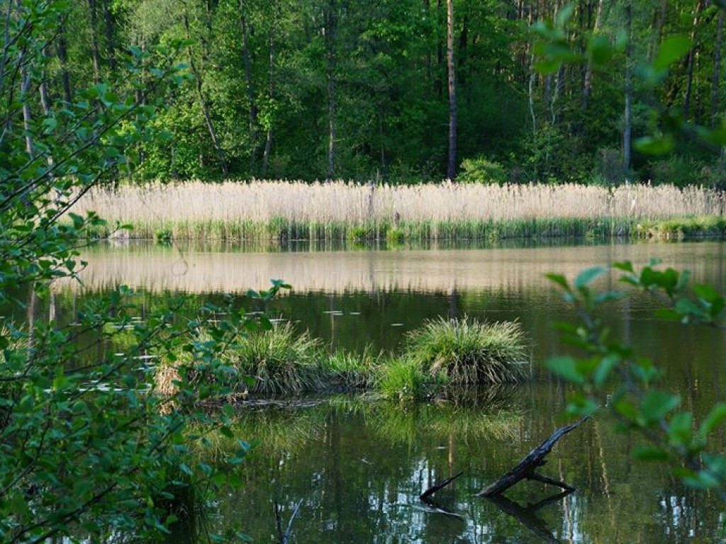 Ścieżka przyrodnicza Bobrówka - zdjęcia