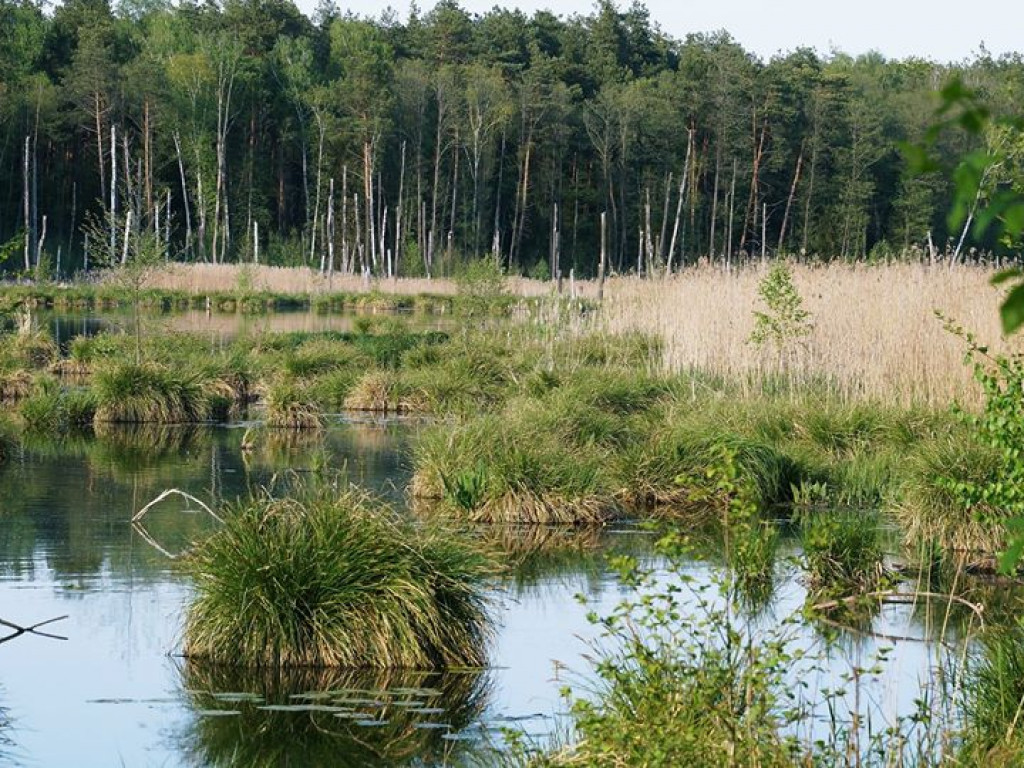 Ścieżka przyrodnicza Bobrówka - zdjęcia