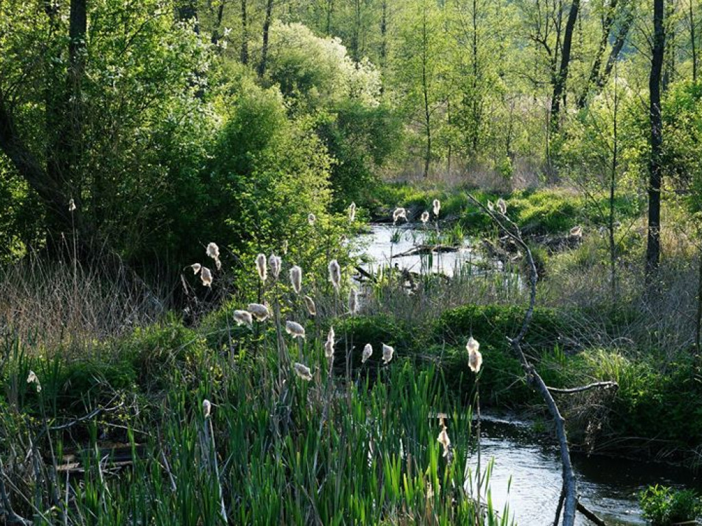 Ścieżka przyrodnicza Bobrówka - zdjęcia