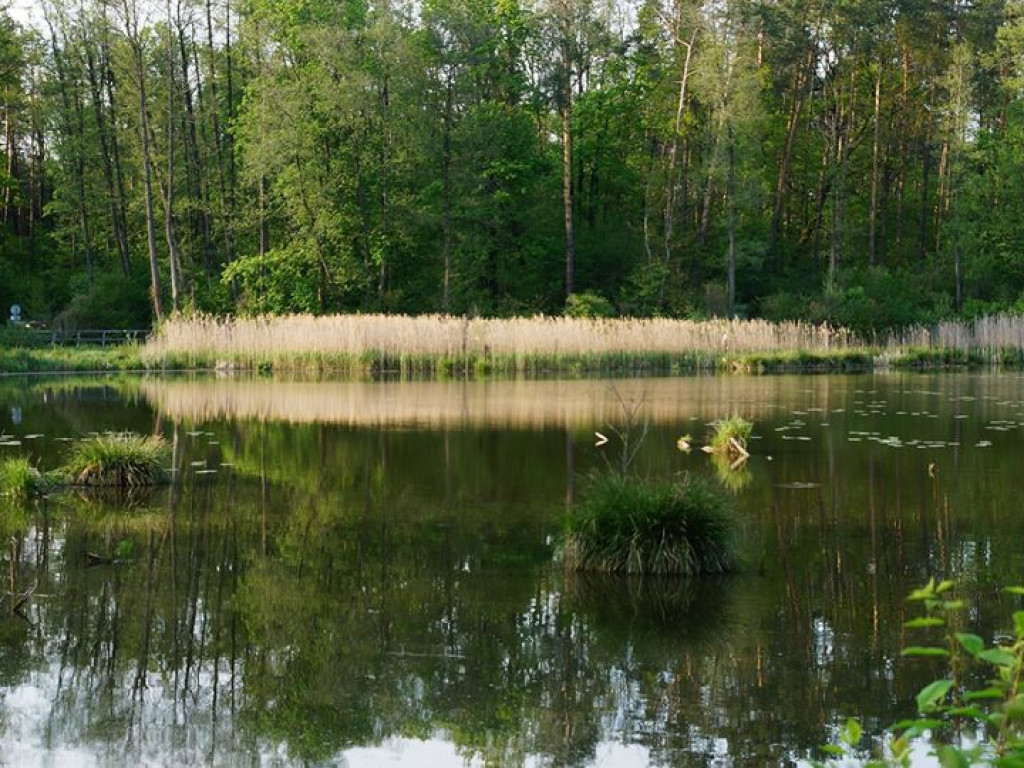 Ścieżka przyrodnicza Bobrówka - zdjęcia