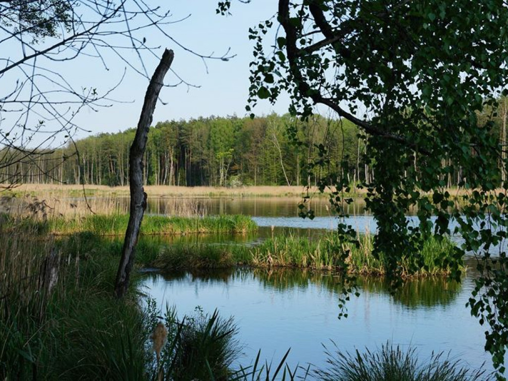 Ścieżka przyrodnicza Bobrówka - zdjęcia