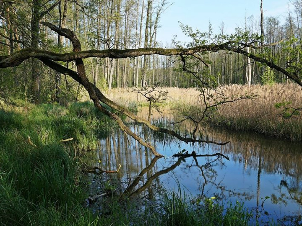Ścieżka przyrodnicza Bobrówka - zdjęcia