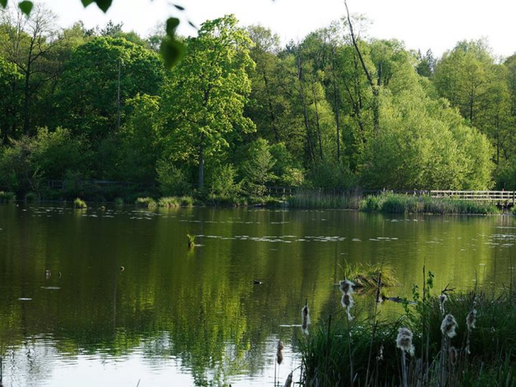 Ścieżka przyrodnicza Bobrówka - zdjęcia