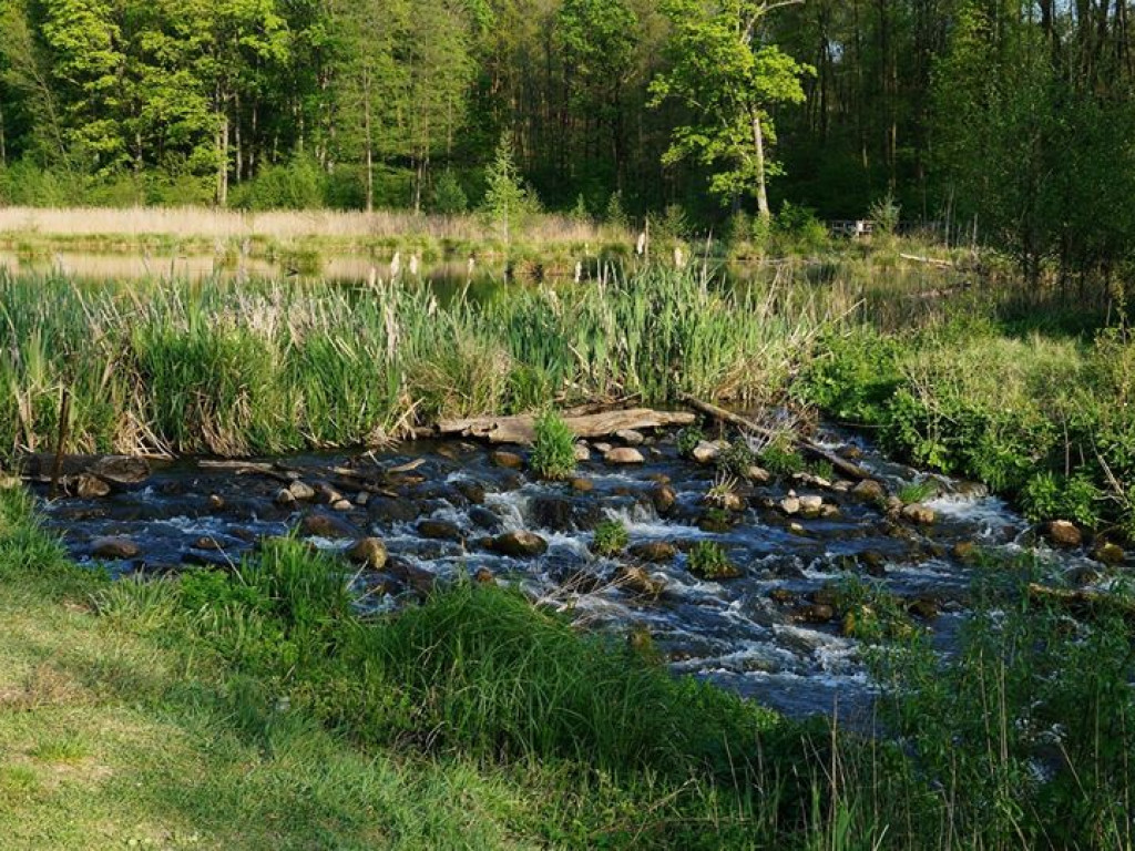 Ścieżka przyrodnicza Bobrówka - zdjęcia