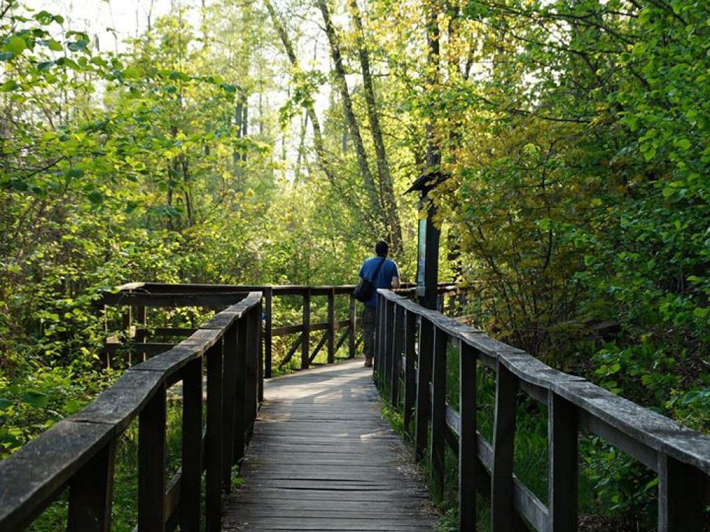 Ścieżka przyrodnicza Bobrówka - zdjęcia