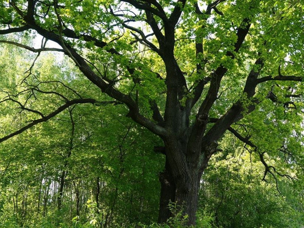 Białka koło Parczewa - zdjęcia
