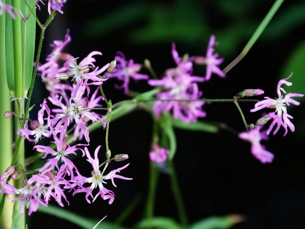 Białka koło Parczewa - zdjęcia