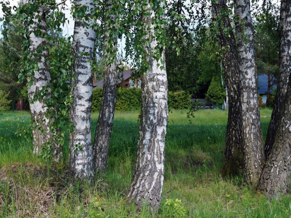 Białka koło Parczewa - zdjęcia
