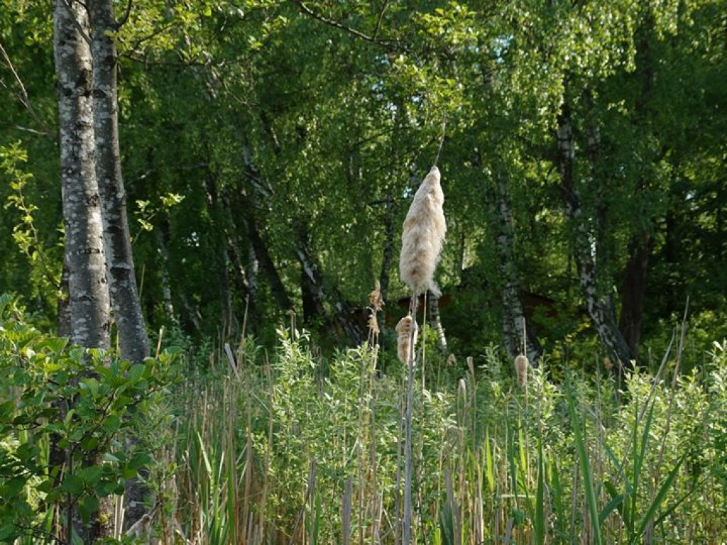 Białka koło Parczewa - zdjęcia