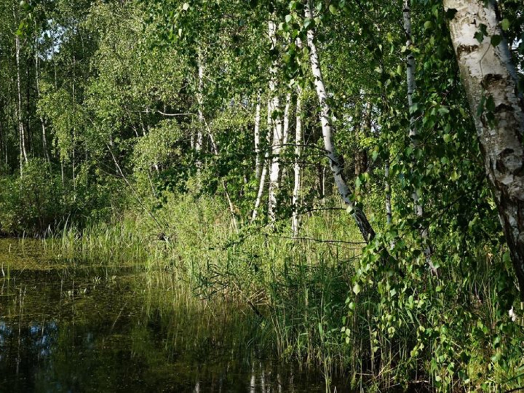 Białka koło Parczewa - zdjęcia