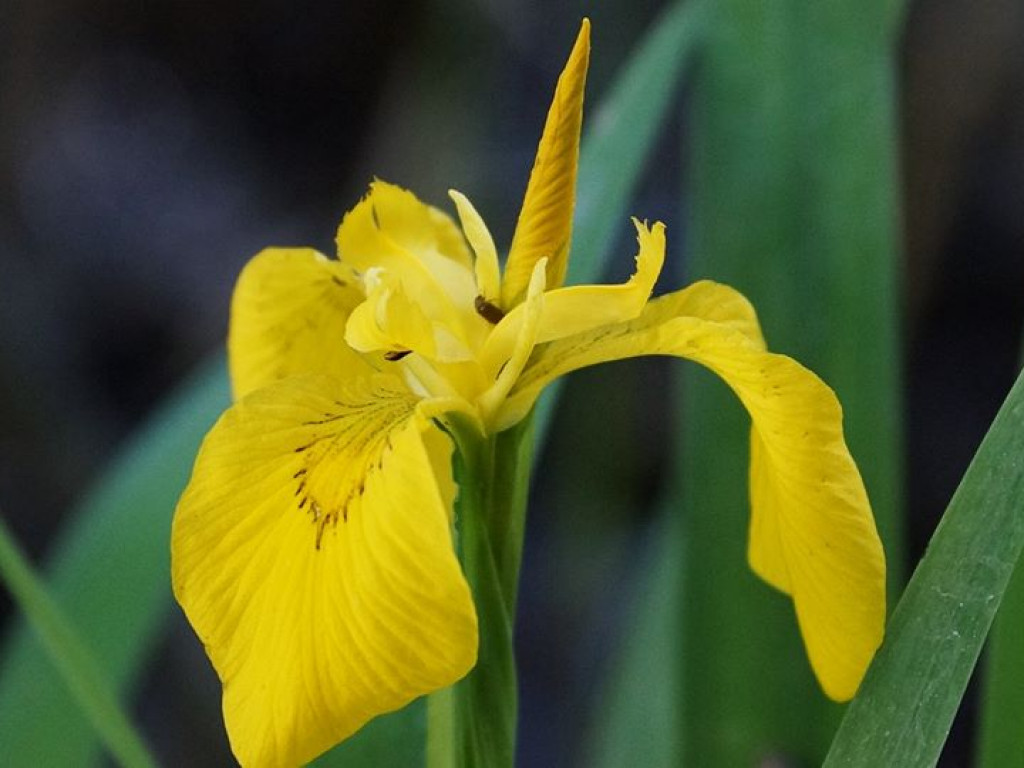 Białka koło Parczewa - zdjęcia