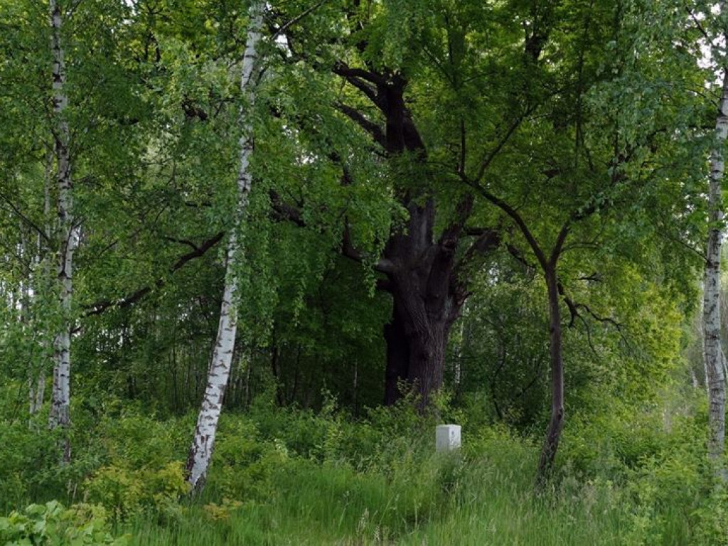 Białka koło Parczewa - zdjęcia