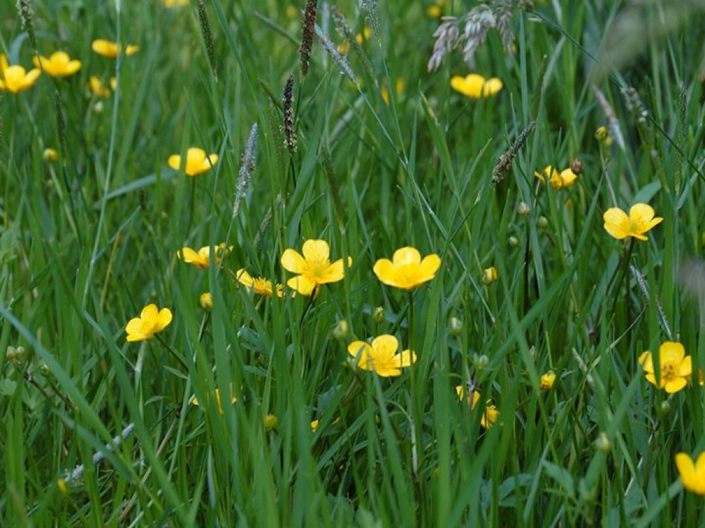 Białka koło Parczewa - zdjęcia