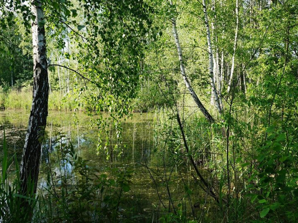 Białka koło Parczewa - zdjęcia