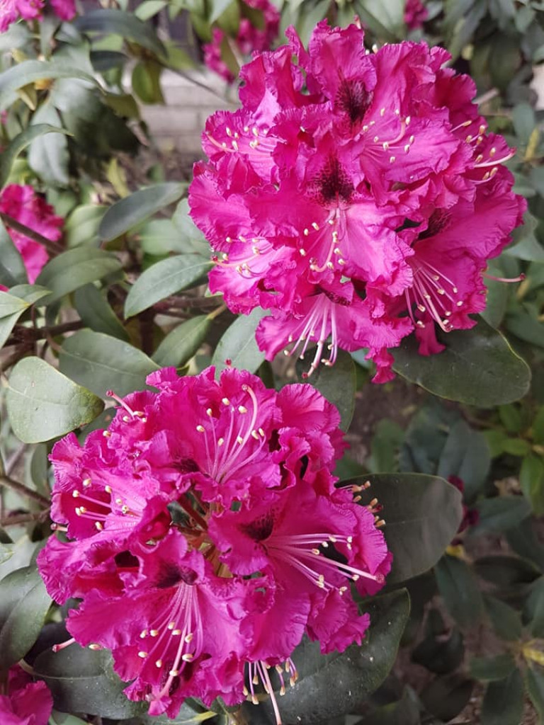 Ogrody naszych czytelników (2)