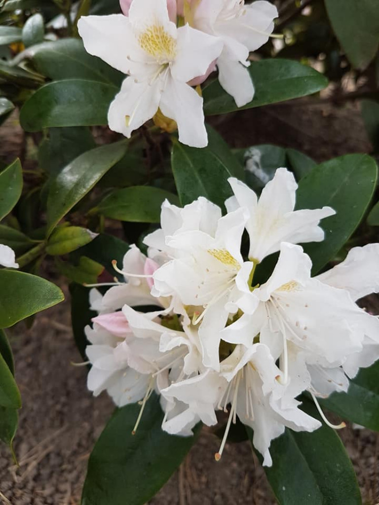 Ogrody naszych czytelników (2)