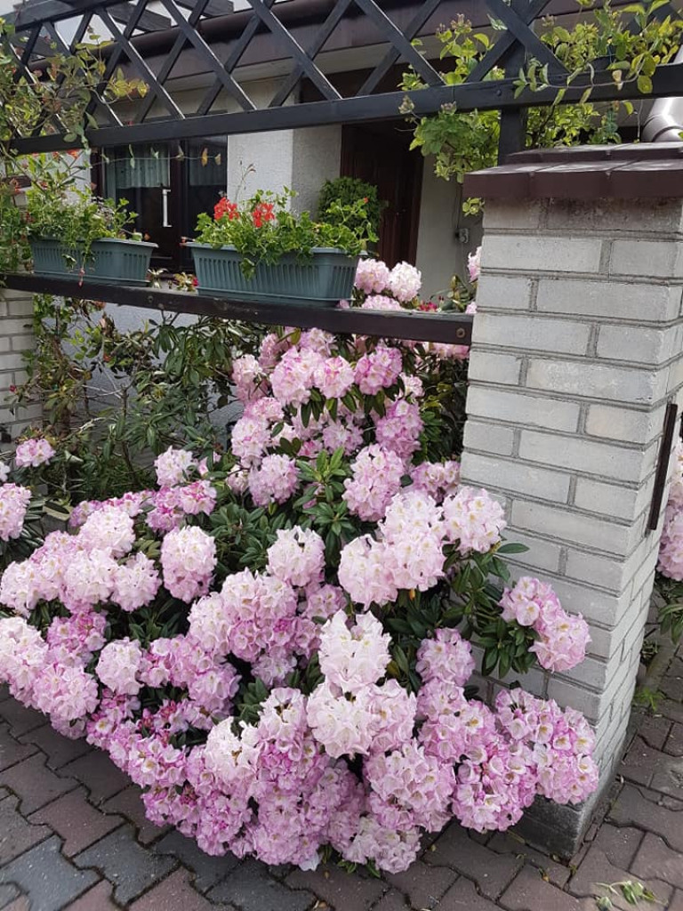 Ogrody naszych czytelników (2)