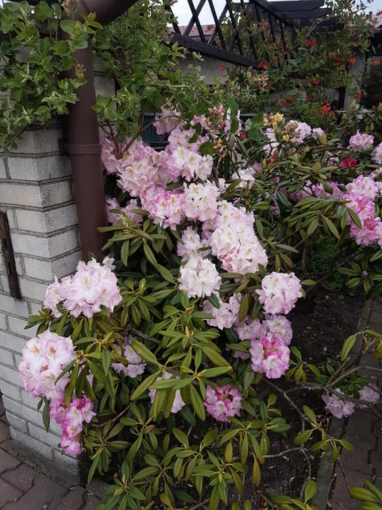 Ogrody naszych czytelników (2)