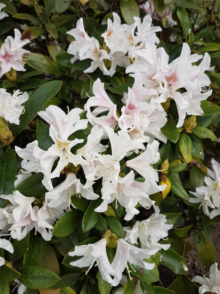 Ogrody naszych czytelników (2)