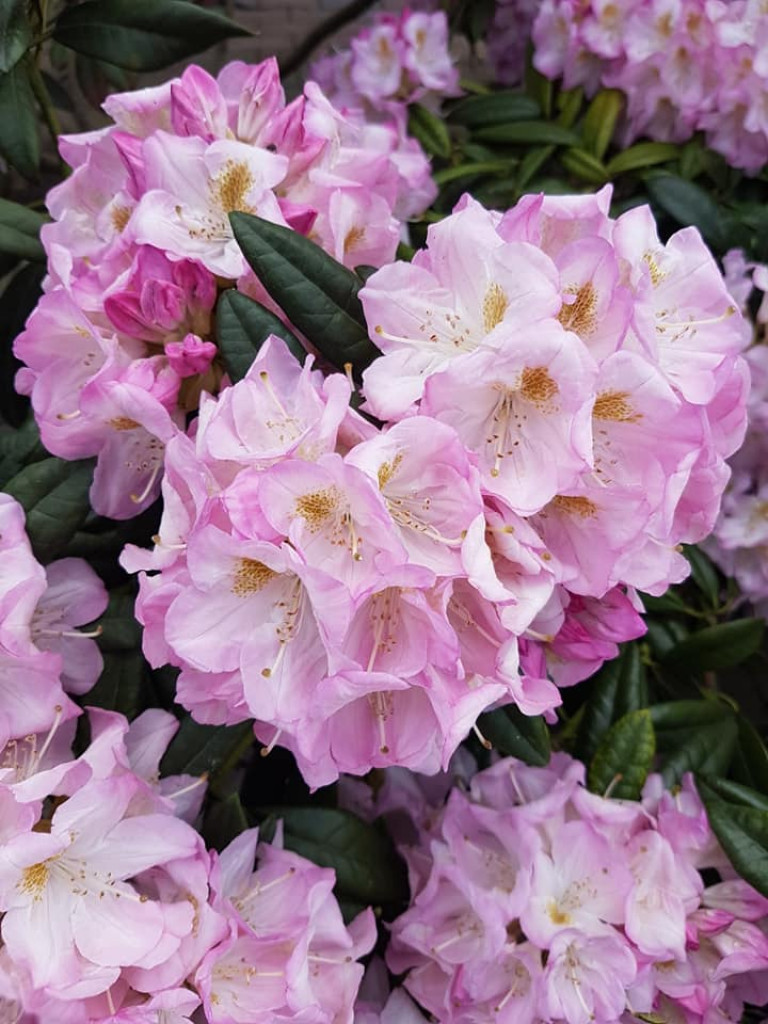 Ogrody naszych czytelników (2)