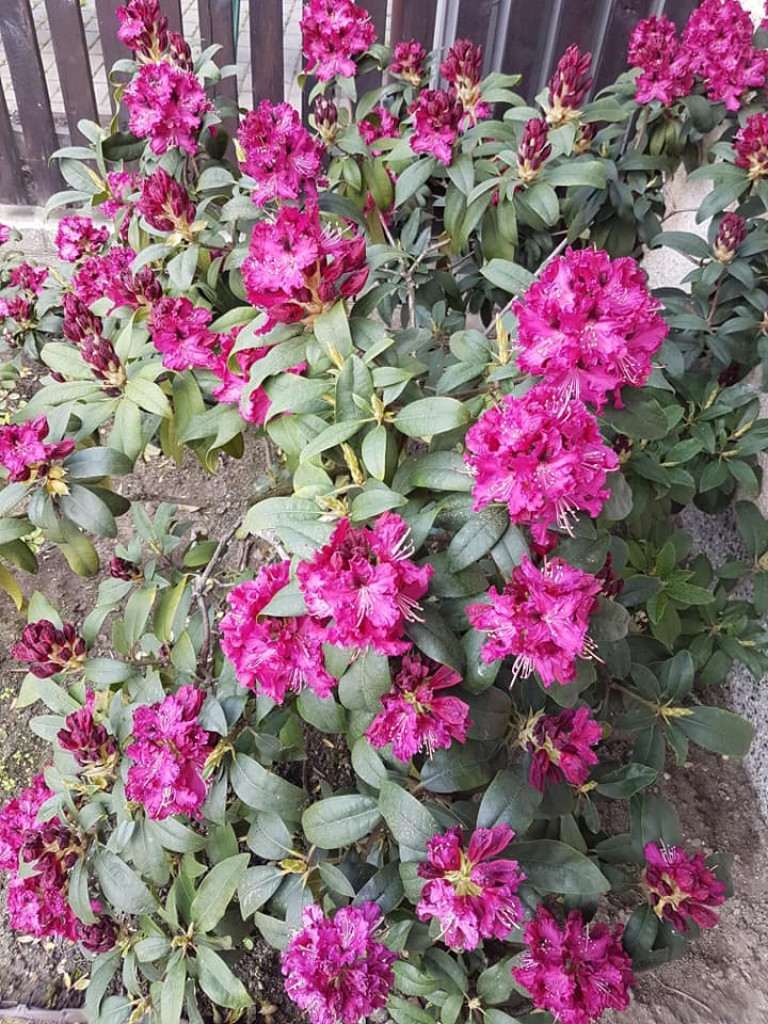 Ogrody naszych czytelników (2)