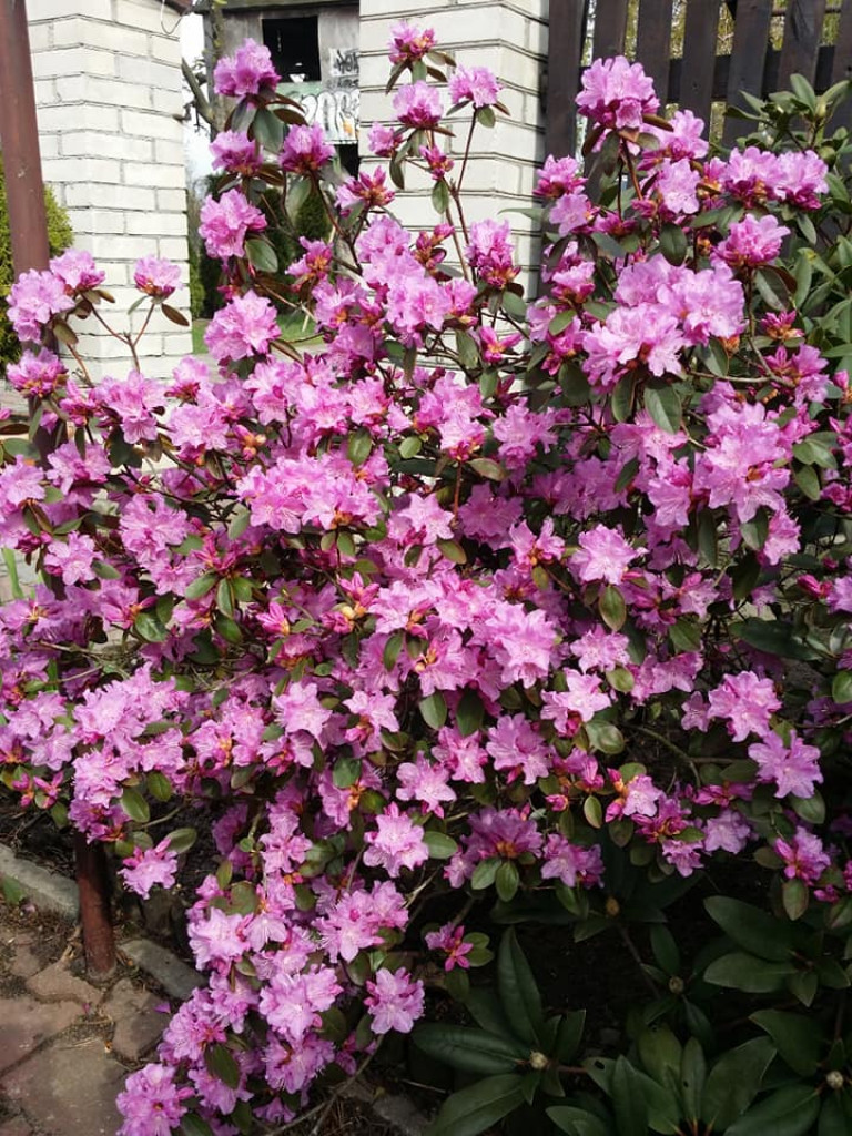 Ogrody naszych czytelników (2)