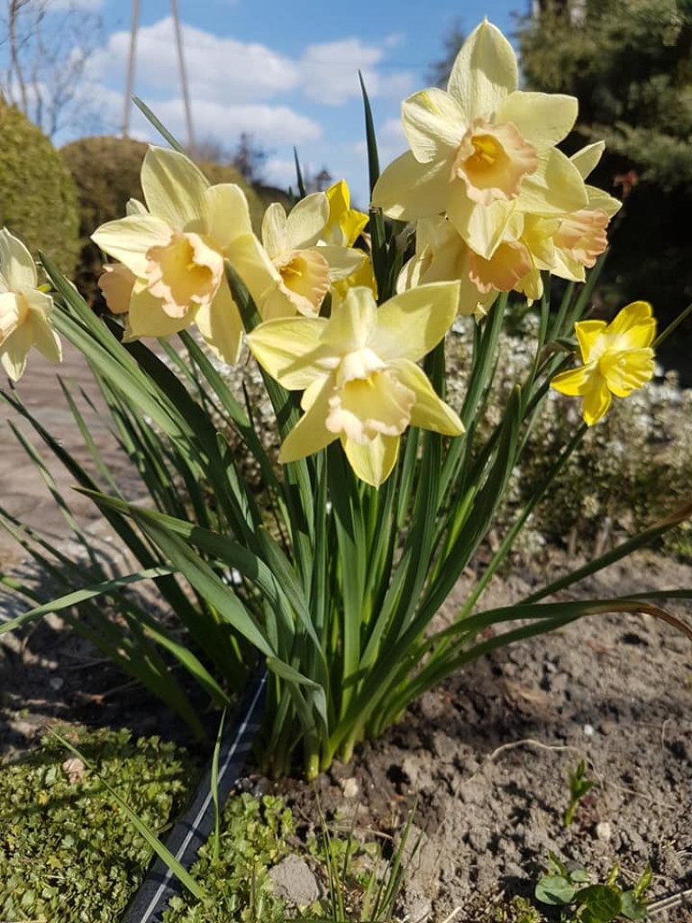 Ogrody naszych czytelników (2)