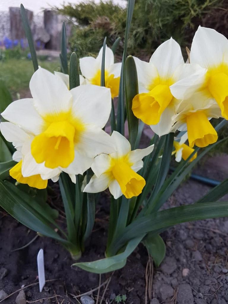 Ogrody naszych czytelników (2)