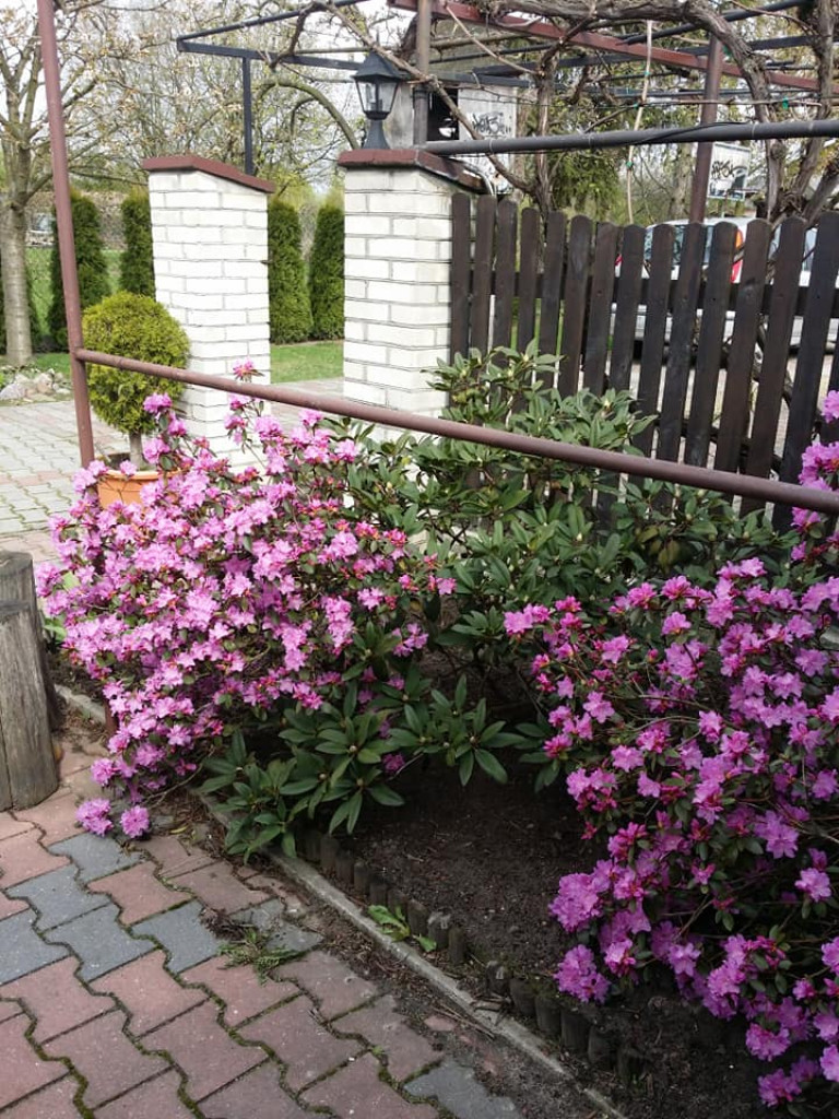 Ogrody naszych czytelników (2)